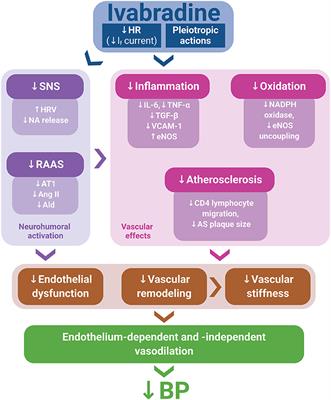 Ivabradine and Blood Pressure Reduction: Underlying Pleiotropic Mechanisms and Clinical Implications